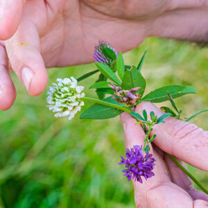 A closeup image of a person's hands displaying a flower.